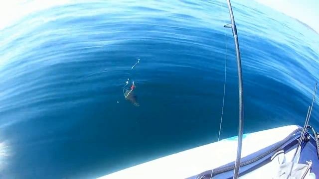 Морская рыбалка на камбалу остров Русский. Приморский край 07. 10. 2020.