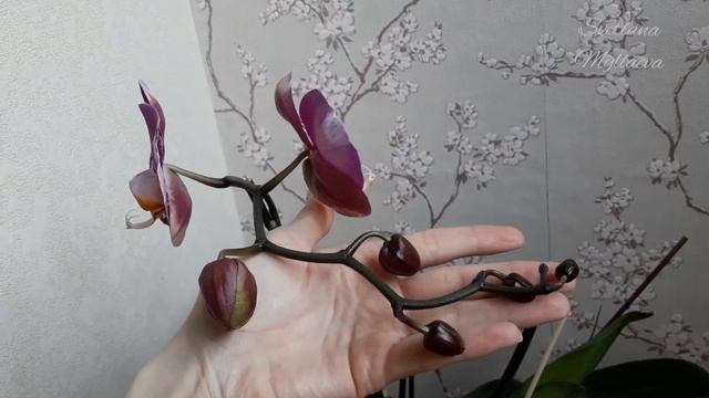 Королевская орхидея интересной расцветки смотреть онлайн