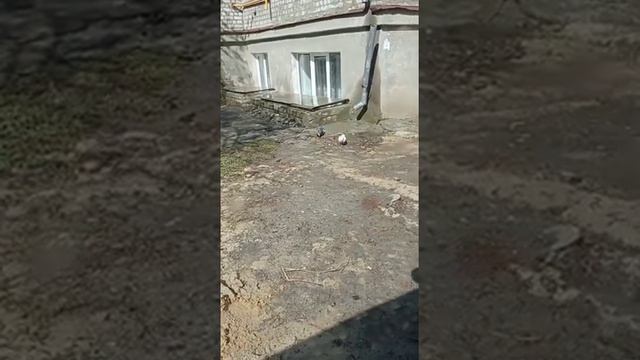 Нестандартное поздравление с днём рождения. смотреть онлайн