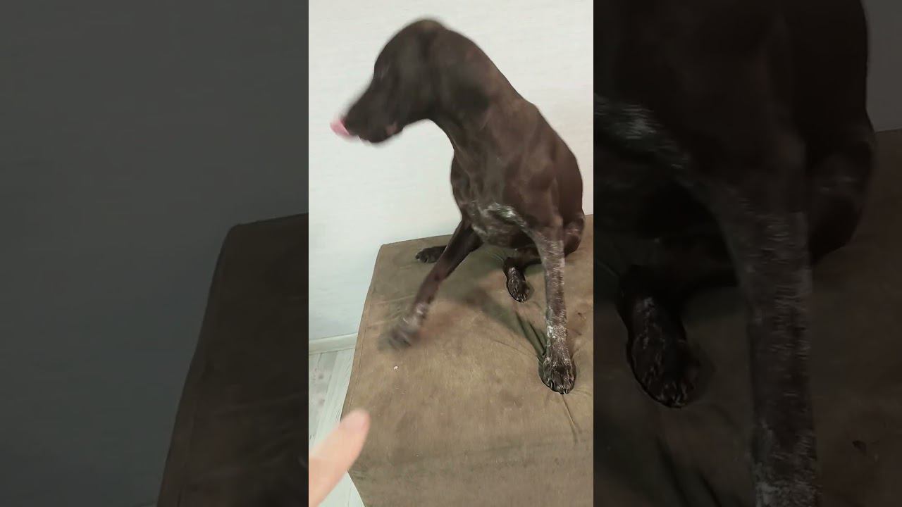 Что подумают соседи, когда услышат такую команду? смотреть онлайн