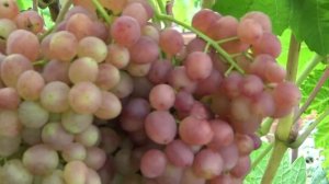 СЕКРЕТЫ УРОЖАЙНОСТИ ВИНОГРАДА ВЕЛЕС