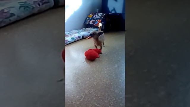 Собака бесится смотреть онлайн