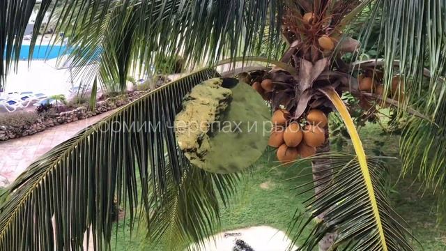 Отель Meliá Cayo Cuillermo 5* / Куба / Сезон дождей / Внутренности пальмы / смотреть онлайн