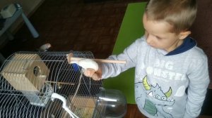 #amadina Приучение амадин к рукам