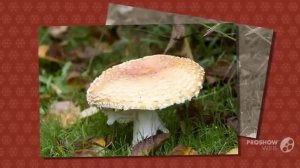 Amanita emilii - fungi kingdom