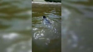 Как научить собаку не бояться воды . Отдых с собакой ?