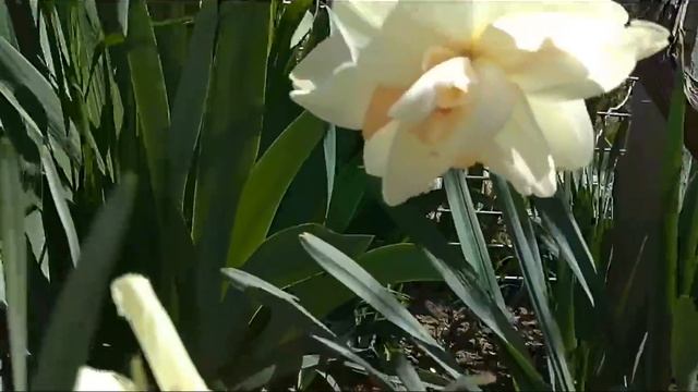 Тайм-аут на канале. Цветочный смотреть онлайн