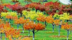 Осенняя и весенняя обрезки деревьев, когда какое дерево лучше обрезать
