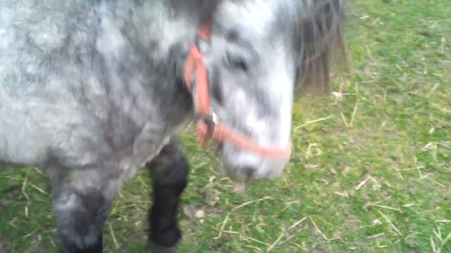 A day at the children's farm Hilversum The Netherlands. смотреть онлайн