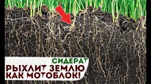 Смотрите на что способен этот сидерат! Оздоравливает и разрыхляет почву! Гречка как сидерат!