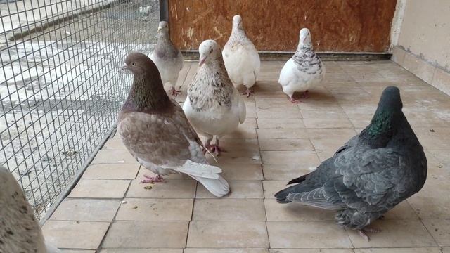 Голуби породы тексан/ Мясные голуби/ Texas pioneer pigeons