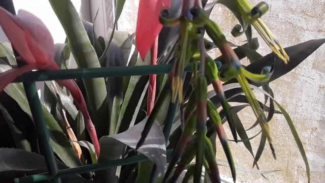 Бильбергия. смотреть онлайн