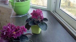Фиалка ВаТ-Любовь