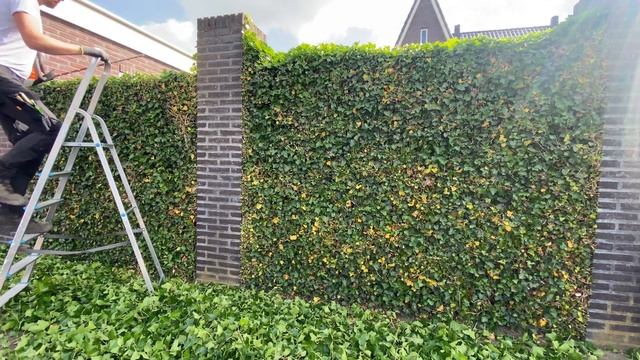 Ivy hedge trim with Stihl HSA 86 hedge trimmer. (Hedera hibernica) смотреть онлайн