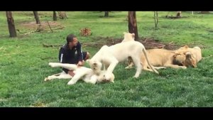 Тигр защитил человека от нападения ягуара