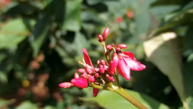 Olympus XZ-10 : Test Kamera (Foto (RAW) dan Video) смотреть онлайн