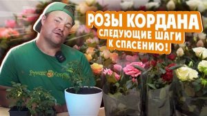 РОЗЫ КОРДАНА! следующие шаги к спасению