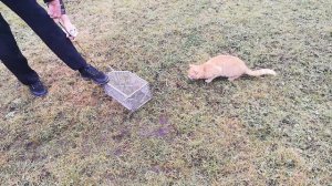 Кот ловит крысу