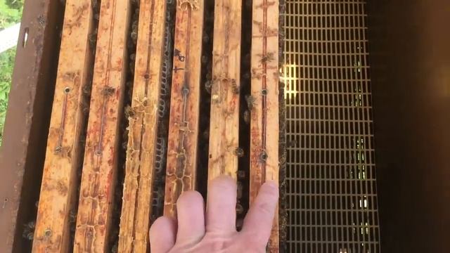 Осеменение маток в Мини+ Полное видео смотреть онлайн