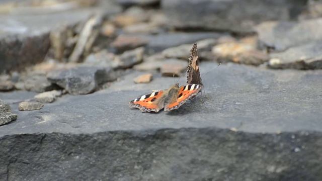 Pair of Small Tortoiseshell Aglais urticae butterflies in shawforth, whitworth. смотреть онлайн