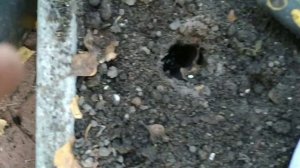 Посадка чеснока осенью. Чеснок не гниет при такой посадке ни при каких капризах природы!