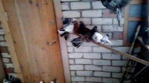 "ПРОДАЖА ГОЛУБЕЙ САМАРА"