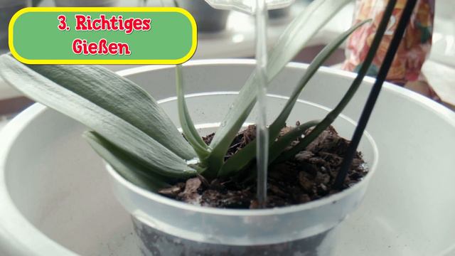 Ihre Orchidee wird das ganze Jahr über blühen. 7 einfache aber wirkungsvolle Tipps für Anfänger смотреть онлайн