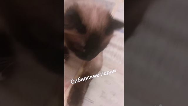 правнук шаманов смотреть онлайн