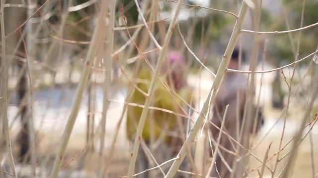 «Зелёный Новосибирск» май 2023 года смотреть онлайн