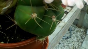 My Gymnocalycium Horstii Cactus in beautiful pink flower 2014
