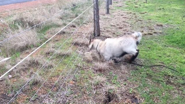 Electric fence V''s goat смотреть онлайн