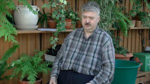 Выращивание астры из семян, часть2. Сажаем Хризантеллу.