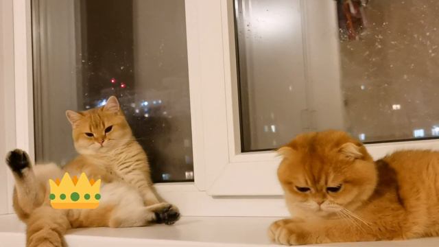 Такие  забавные позы  часто вижу у своих питомцев.А ваши сидя лежат? 🤣😅Покемон и Одиссея смотреть онлайн