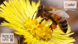 06.04.20 г. Z-рация, канал "Творческое пчеловодство" Малыхин В.Е., Технология содержания пчел