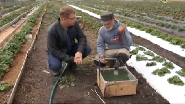 Клубника Антроповых. Краснодар. Сельские истории с Сергеем Курочкиным. смотреть онлайн