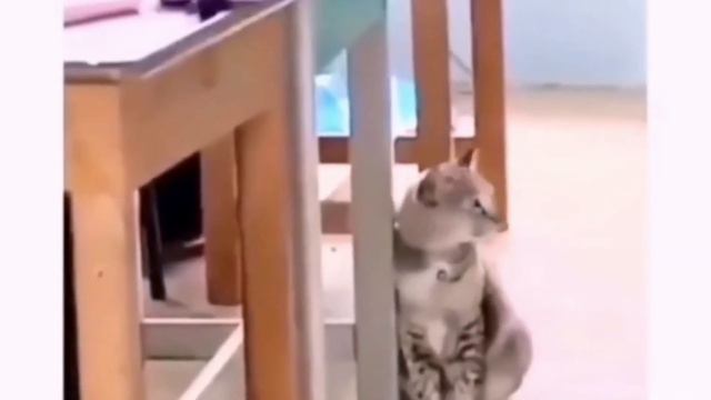 СМЕШНЫЕ КОШКИ 2021 И ДРУГИЕ ЖИВОТНЫЕ/ 13 МИНУТ СМЕХА/ЛУЧШИЕ ПРИКОЛЫ С КОТАМИ смотреть онлайн