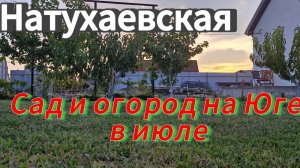 Сад и огород на Юге в июЛе. #натухаевская