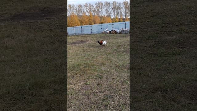петухи дерутся🐓. смотреть онлайн