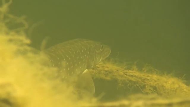 Дельта Волги River Volga Delta смотреть онлайн