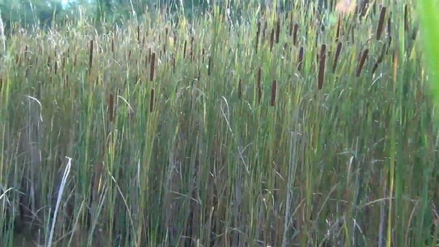 ягдтерьеры Майкоп смотреть онлайн