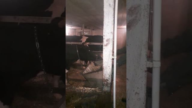 Подготовка коров к отелу смотреть онлайн