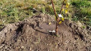 посадка плодовых деревьев 2