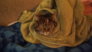 Продали дачу в Подмосковье / уехали из России в США 2022