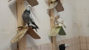 ГОЛУБИ ГЕРМАНИИ - ОТБОРНЫЕ ПЛЕМЕННЫЕ ГОЛУБИ / Pigeons in Germany