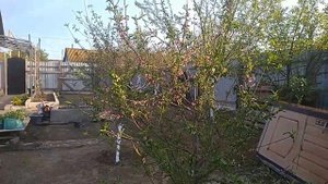 Как заставить персик плодоносить быстрее