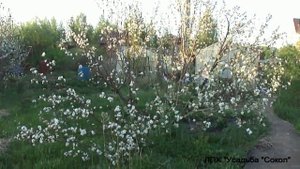 Цветёт плодовый сад - весна в Сибири