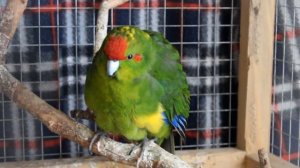 ОПРЕДЕЛЯЕМ ПОЛ У ВОЛНИСТОГО ПОПУГАЯ! | PetMania