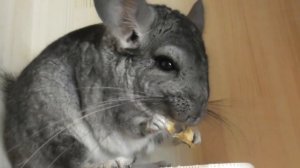 Шиншилла кричит/ ругается/ Шуша охраняет дом