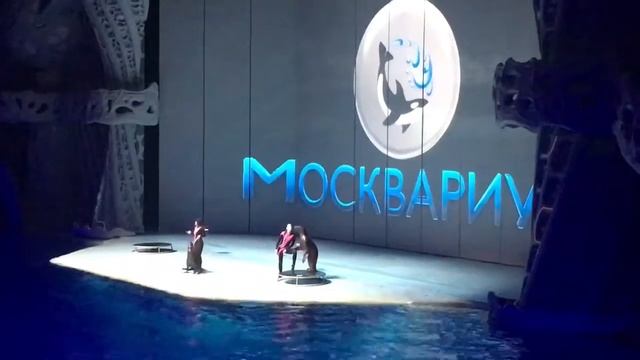 Москвариум #москвариум #шоудельфинов #касатки #океанариум