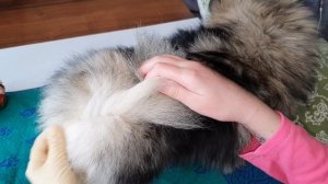 Как чистить параанальные железы у собак в домашних условиях, самому ,когда нужно и зачем это делать